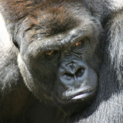 Timmy the Gorilla